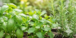 不眠や冷えに役立つおすすめの種類